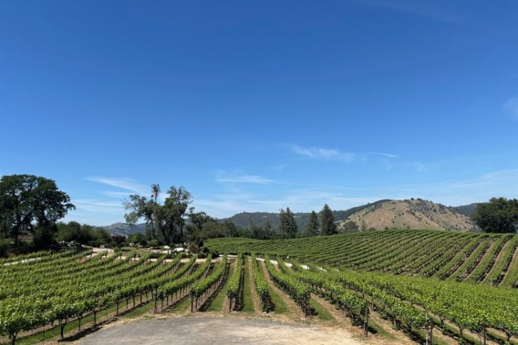 Gold Hill Vineyard & Brewery specializes in award-winning Bordeaux-style red wines, Chardonnay, and handcrafted ales. Photo by Doug Wallace