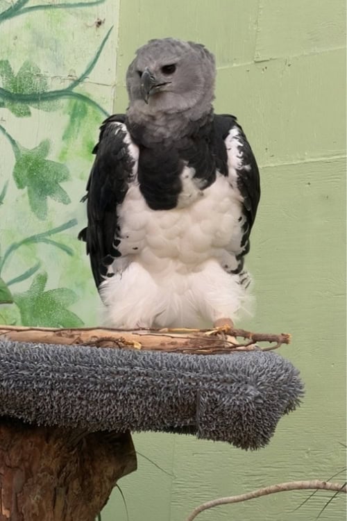 Harpy eagle at the World Center for Birds of Prey. Photo by Debbie Stone