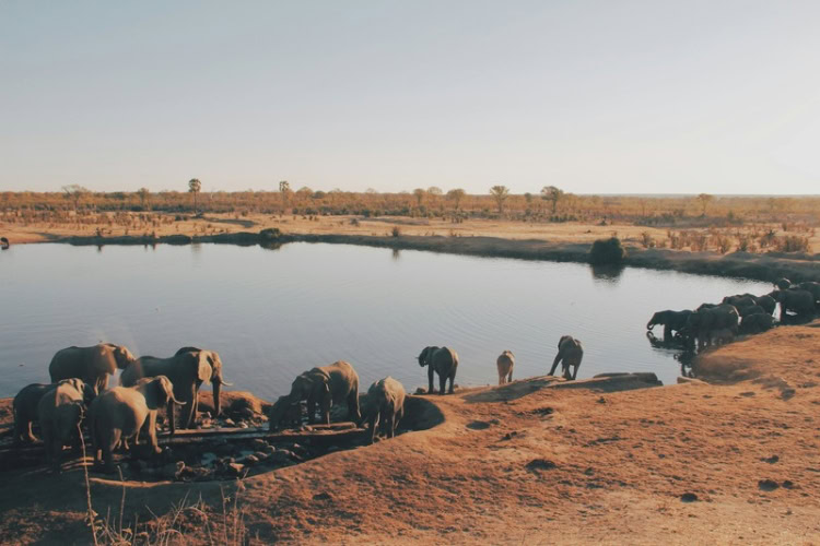 Elephants at a watering hole in Hwange National Park, Zimbabwe. Photo by Christine Donaldson, Unsplash