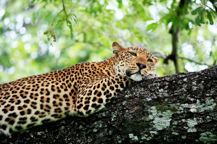 Brown leopard in South Luangwa National Park, Zambia. Photo by Henning Borgersen, Unsplash