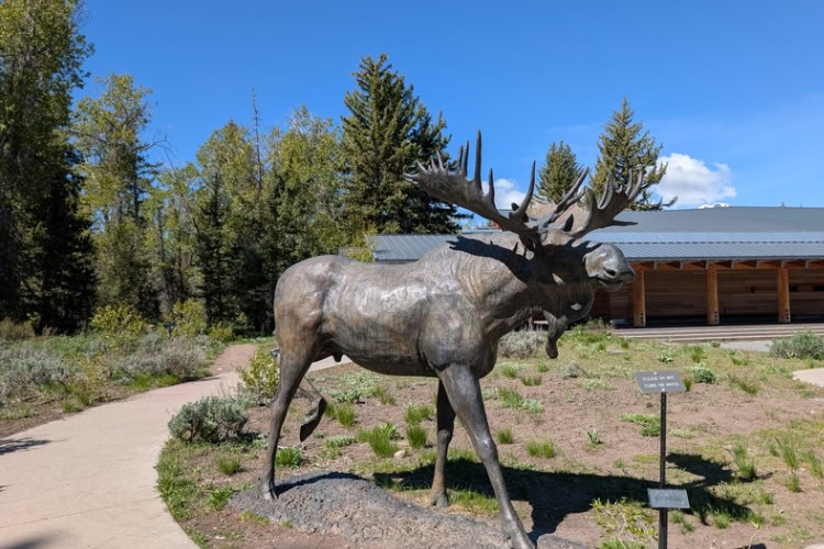 Bronze statue of a bull moose outside the Craig Thomas Discovery & Visitor Center. Photo by Frank Hosek