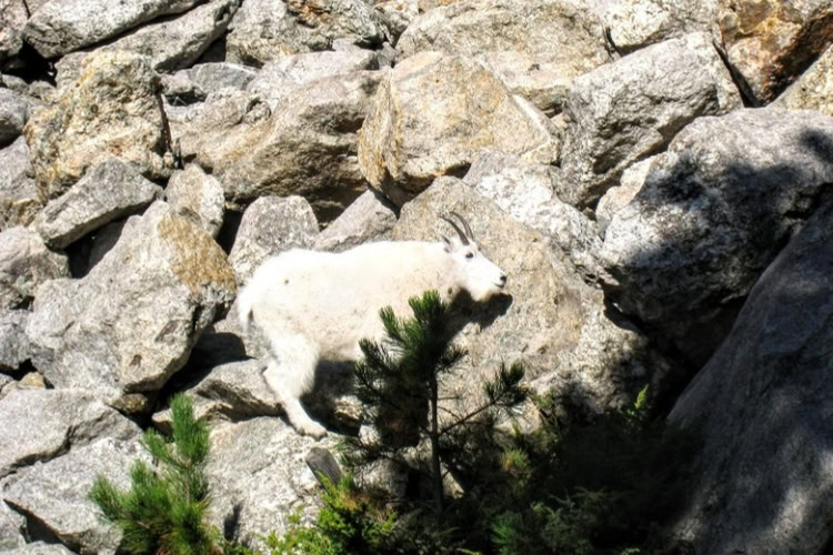 Mountain goats frequent the Presidential Trail at Mount Rushmore. The goats escaped Custer State Park Zoo in the 1920s into the Black Hills and are now frequently spotted scaling the steep granite rocks around the memorial. Photo by Frank Hosek