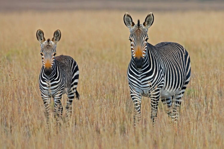 Mountain Zebra National Park in South Africa. Photo by George Brits, Unsplash