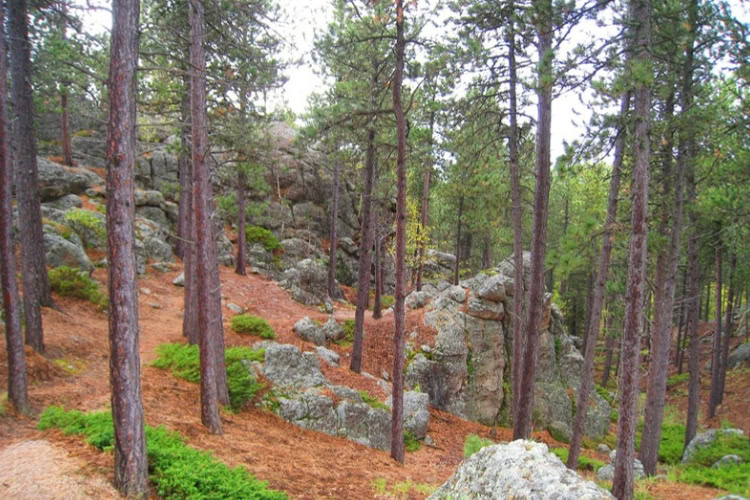 Pine trees in the Black Hills National Forest in South Dakota. Photo by Frank Hosek