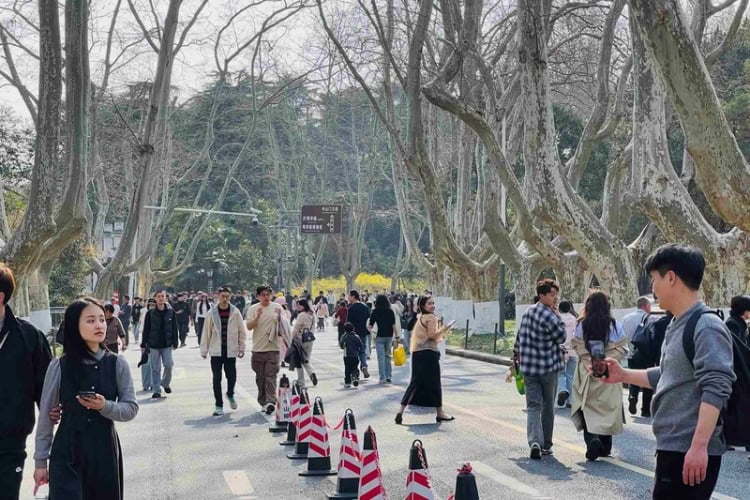 Poetic Wutong Avenue in March. Photo by Huyen Tran