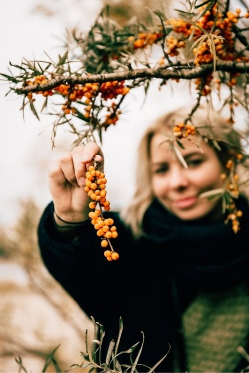 Sea buckthorn. Photo courtesy Susann Kõomägi