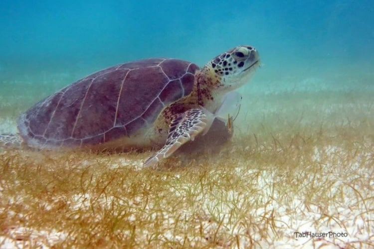 A sea turtle spotted on a dive just offshore on Statia. Photo courtesy of the photographer