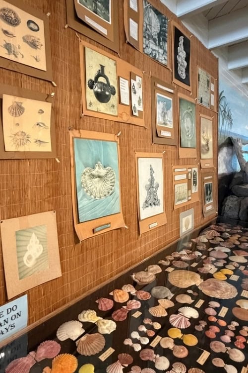 Sea & Shore Museum is a trove of ocean treasures. Photo by Debbie Stone