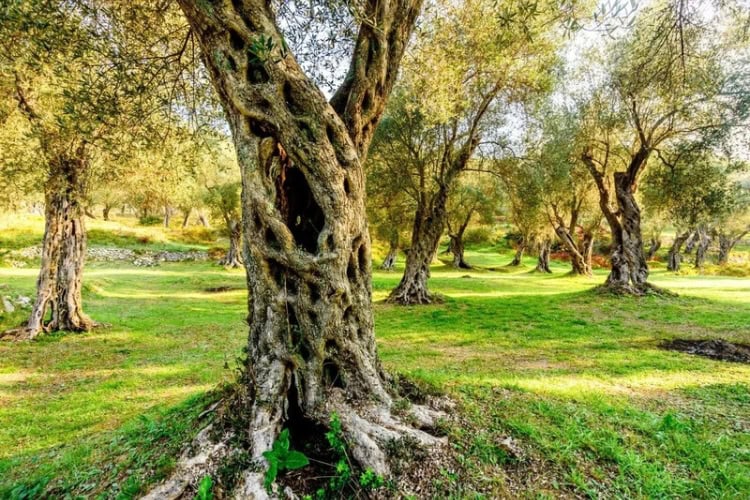 Valdanos Bay's quiet stone beach beyond historic olive trees. Photo courtesy of Visit Montenegro