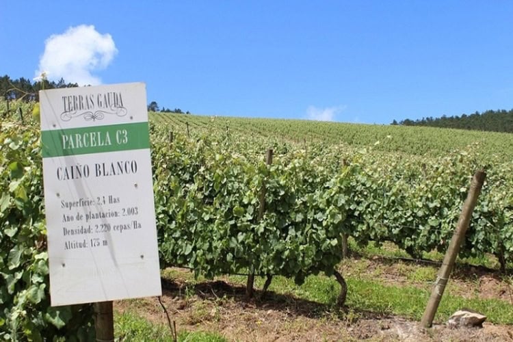 The hilly vineyards of Terras Gauda winery in the Rías Baixas. Photo by Richard Varr