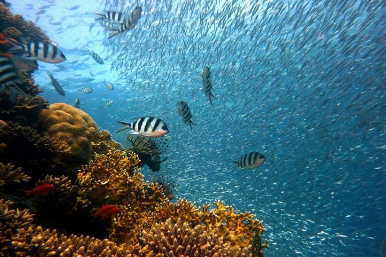 The world below the water. Photo by joakant, Pixabay