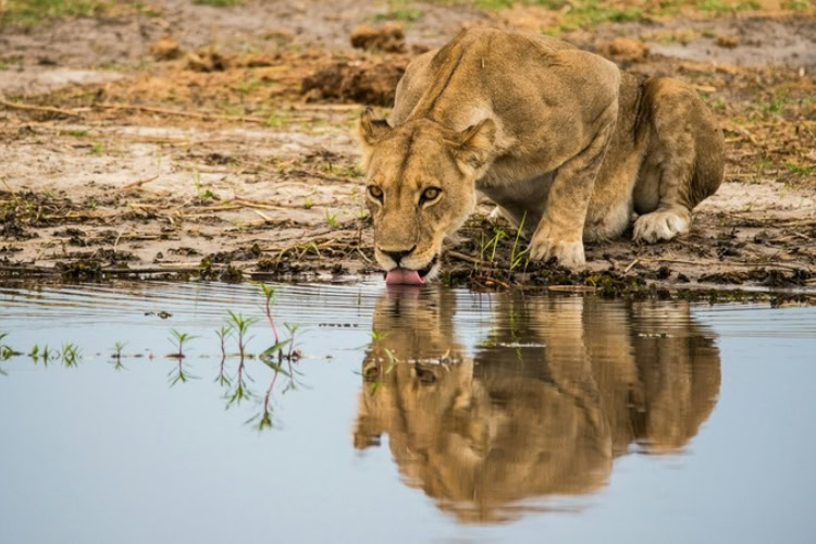 A thirsty lioness drinks water in Botswana. Photo by Birger Strahl, Unsplash