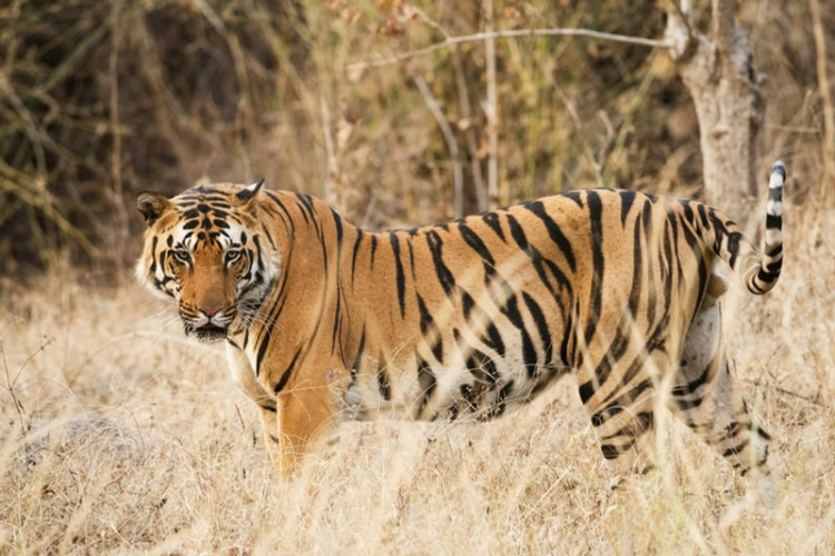Tiger on a grass field during daytime at Kanha Kisli National Park, Kanha, India. Photo by Vincent van Zalinge, Unsplash