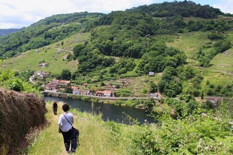 The downhill trek in the Ribeira Sacra wine region to the Miño River along the Winter Way route of the Camino de Santiago. Photo by Richard Varr