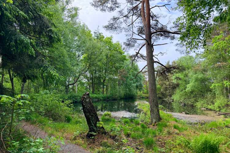 Forest walk in Styrso. Photo by Janna Graber