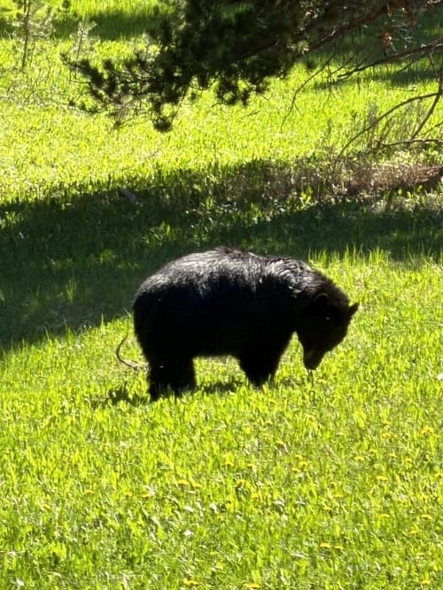 A black bear grazes in a Yellowstone meadow, one of the park's most iconic residents. Photo by Isabella Miller
