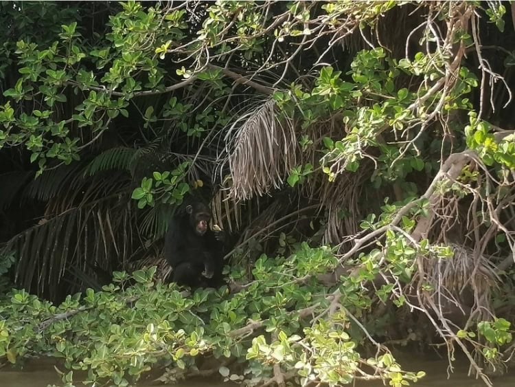 A chimpanzee feeding on one of the islands in the Gambia River near Kuntaur, Gambia. Photo courtesy of the author
