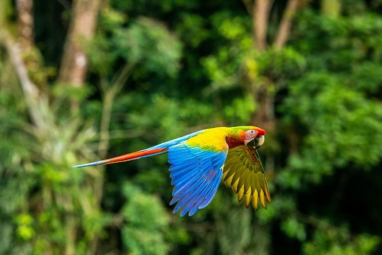 Colorful parrot in Costa Rica. Photo by Photo by Zdeněk Macháček, Unsplash