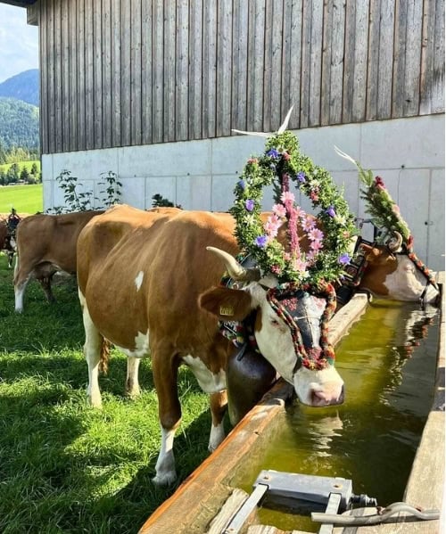 The cows resting at home after their parade down the mountain. Photo by Dara Wissinger Putz