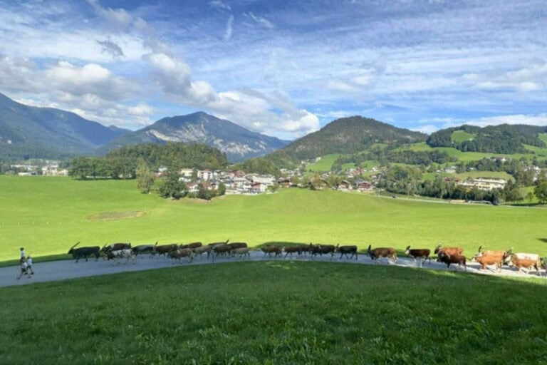 Mountain views and the cows coming home in the Tirolean mountains. Photo by Dara Wissinger Putz