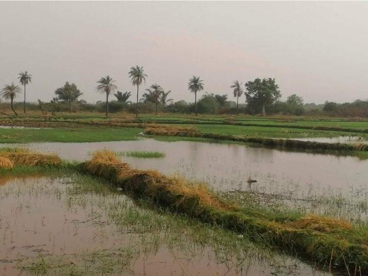 Rice paddies near Kuntaur, Gambia. Photo by Troy Nahumko