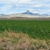 Heart Mountain rises over farmland outside Cody, the same land the Crow and Eastern Shoshone once called home. Photo by Isabella Miller