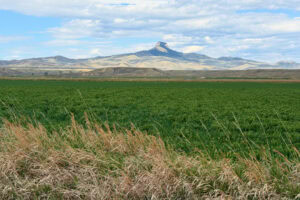 Heart Mountain rises over farmland outside Cody, the same land the Crow and Eastern Shoshone once called home. Photo by Isabella Miller