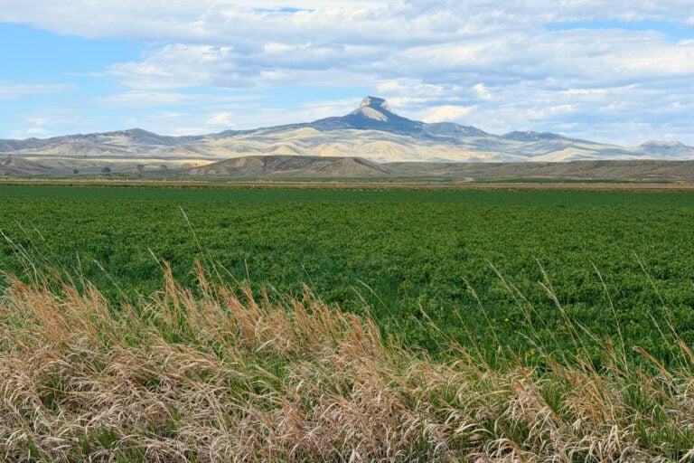 Heart Mountain rises over farmland outside Cody, the same land the Crow and Eastern Shoshone once called home. Photo by Isabella Miller