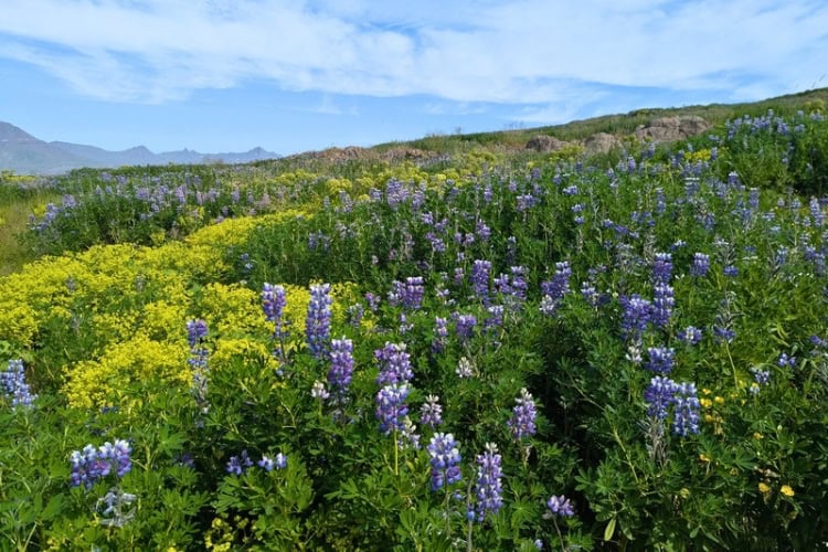 Lupine flowers in bloom in Djúpivogur, Iceland. Photo by Keri G