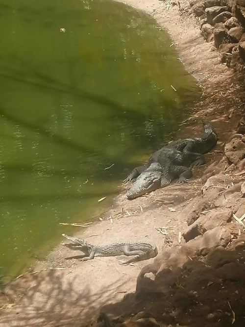 Nile crocodiles along the river. Photo by Troy Nahumko