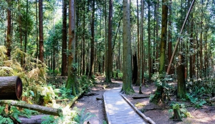 Pacific Spirit Regional Park in Vancouver. Photo courtesy of BC Tourism