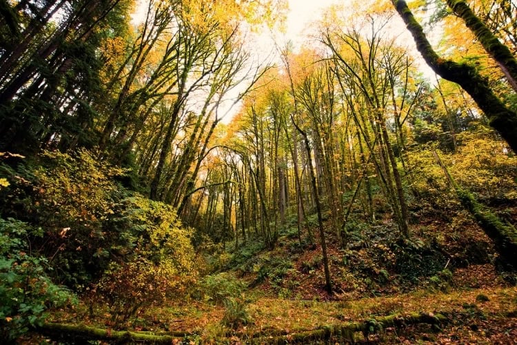 Pacific Spirit Regional Park in the fall. Photo by vitpho via iStock