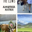 Local farm hand walking with the decorated cows. Photo by Dara Wissinger Pütz