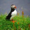 Puffin in Iceland. Photo by Felix, Unsplash