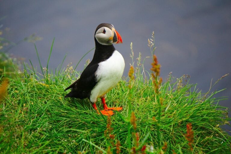 Puffin in Iceland. Photo by Felix, Unsplash