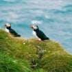 Puffins on a green hillside. Puffins nest in Iceland. Photo by Colin + Meg, Unsplash