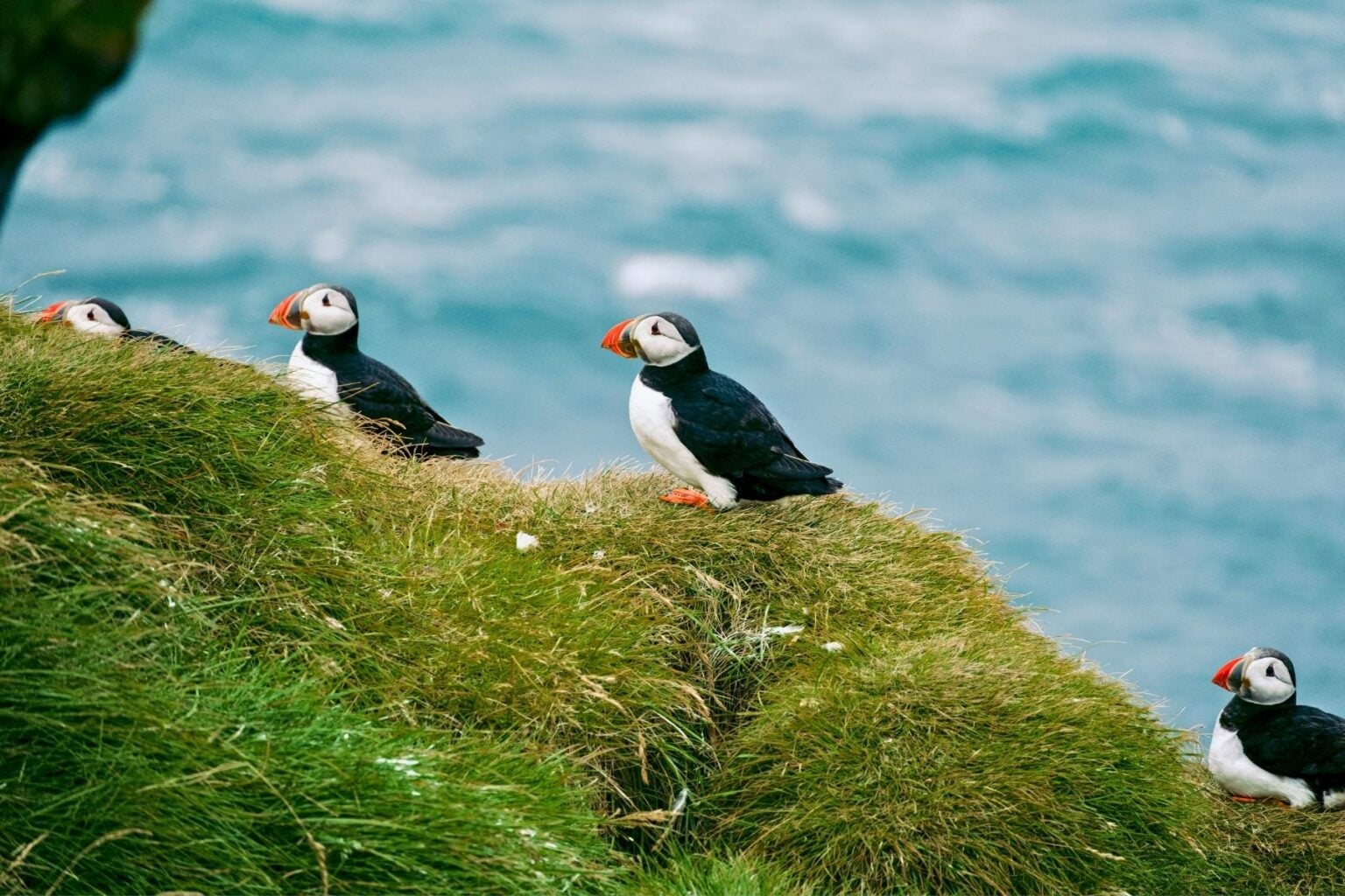 Puffins on a green hillside. Puffins nest in Iceland. Photo by Colin + Meg, Unsplash