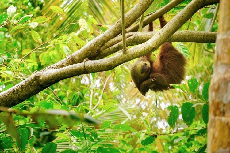 Sloth in Costa Rica. Photo by Adrián Valverde, Unsplash