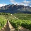 South Africa Vineyards dot the stunning landscape around Wellington. Image by estivillml from Getty Images via Canva