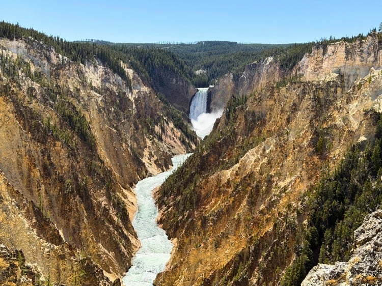 The Yellowstone River carves through the Grand Canyon of the Yellowstone before dropping over the Lower Falls. Photo by Isabella Miller