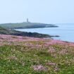 Wildflowers on Bardsey Island, one of the most remote islands in Wales. Photo by Janna Graber
