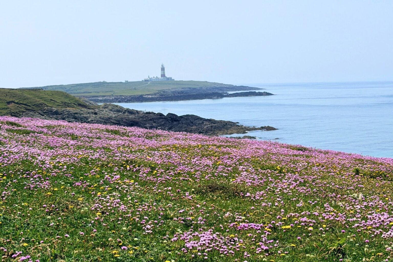 Wildflowers on Bardsey Island, one of the most remote islands in Wales. Photo by Janna Graber