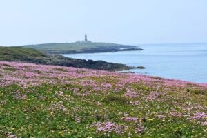 Wildflowers on Bardsey Island, one of the most remote islands in Wales. Photo by Janna Graber
