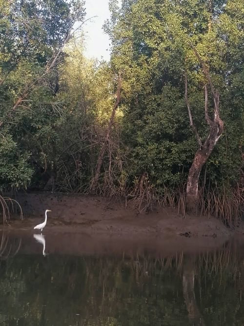 White egret in one of the tributaries or bolongs that feed into the Gambia River. Photo by Troy Nahumko