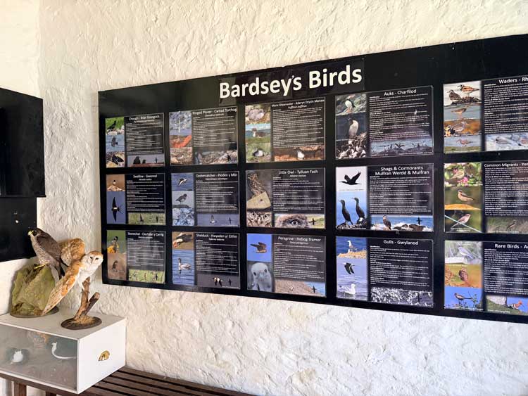 Bardsey Island is one of the UK's great birding sites. Photo by Janna Graber