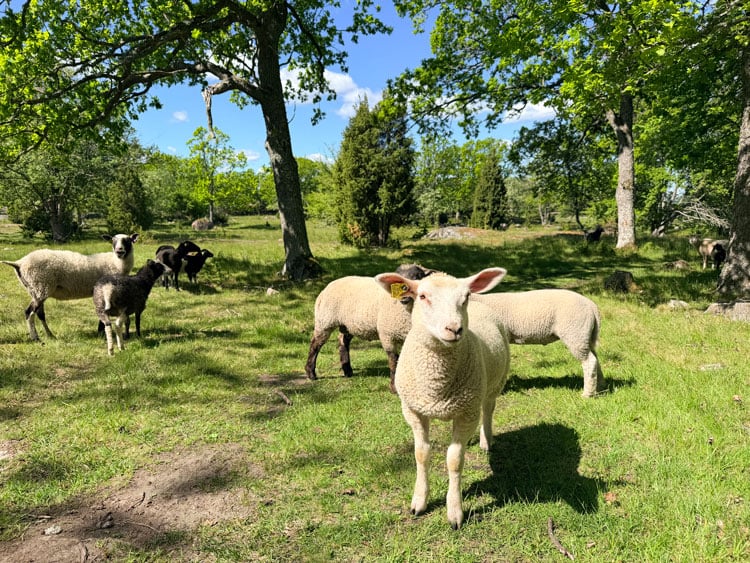 Sheep grazing on an island deep in the St. Anna Archepeligo. Photo by Janna Graber