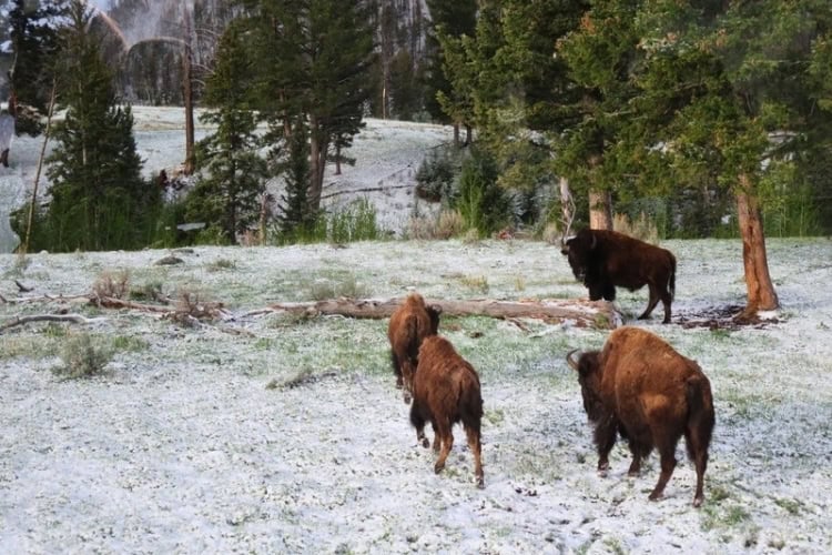 Bison stroll across a snowy field in Yellowstone. Photo by Frank Hosek