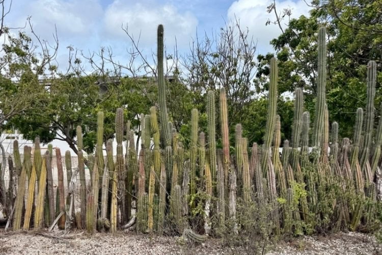 Cactus Fence. Image by Susan Greenberg