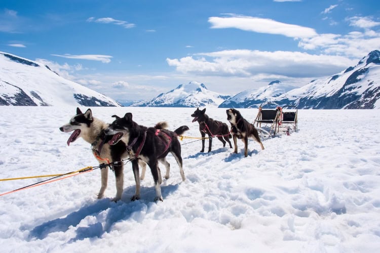 Dog sledding in Alaska. Photo by ad_foto via iStock