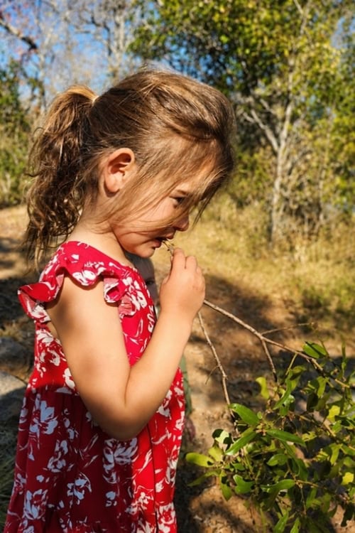 Learning all about the toothbrush tree in the Waterberg. Photo by Janine Avery